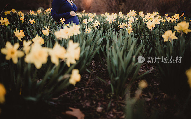 春天，孕妇站在水仙花地里