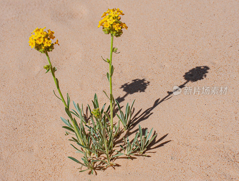 高原黄花，布伦达黄花，黄花或黄Oreocarya;大楼梯-埃斯卡兰特国家纪念碑，犹他州;紫草科家族