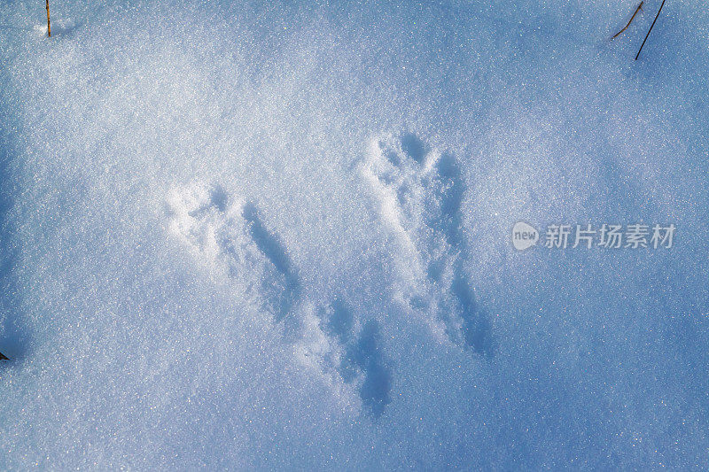 雪地上动物留下的脚印。爪印。