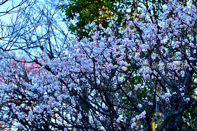 东京，日本公园里盛开的梅花