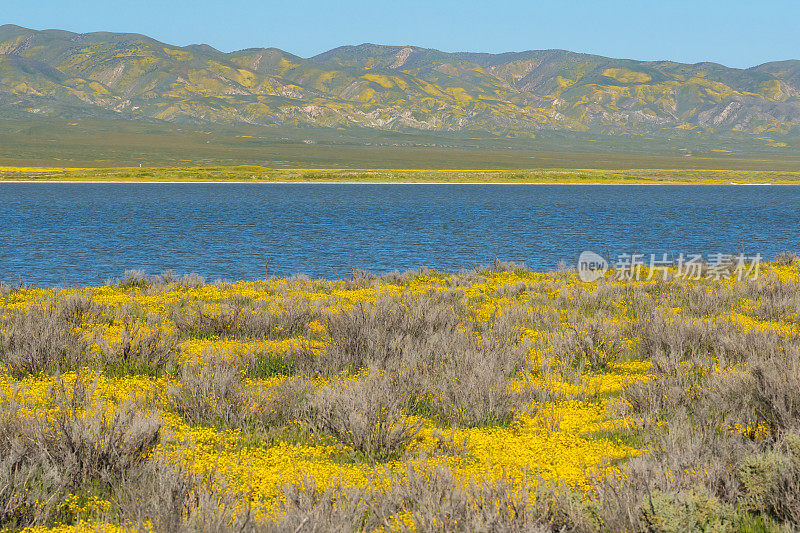 加州中部卡里佐平原的苏打湖满是水，野花盛开