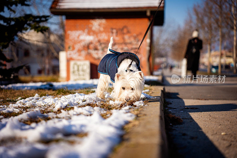 西部高地白梗犬和它的主人在户外散步