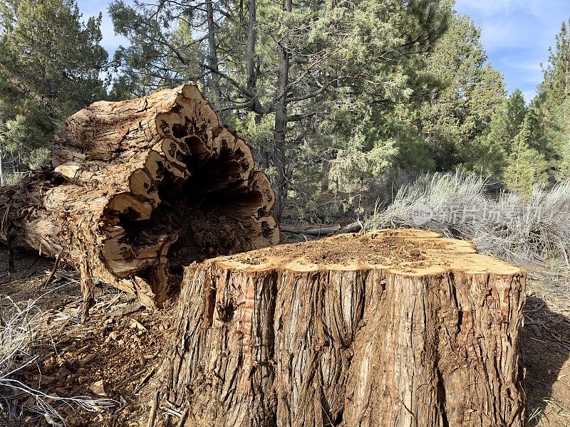 一棵巨大的，被砍伐的树，它的威严现在证明了时间的流逝，树干揭示了历史的年轮和不为人知的故事。