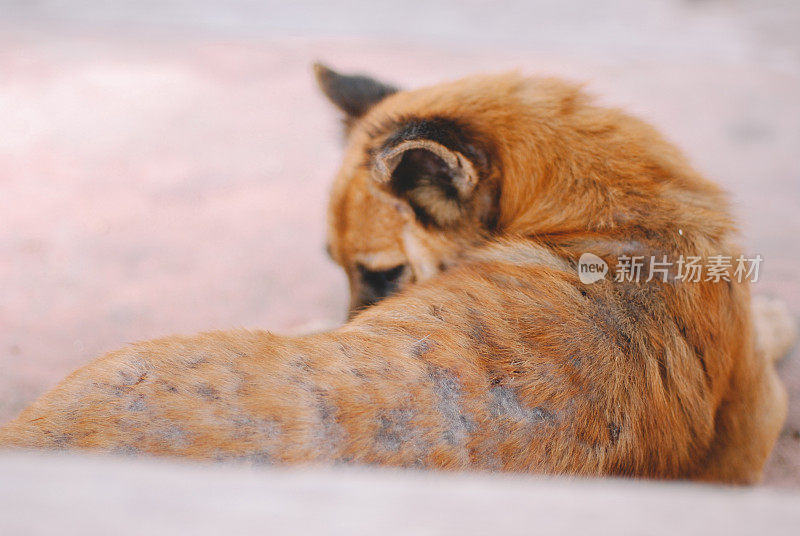 生病的流浪狗