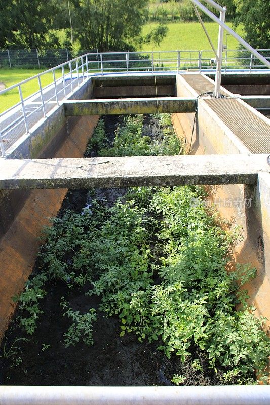 西红柿和杂草生长在污水处理厂的污泥池里
