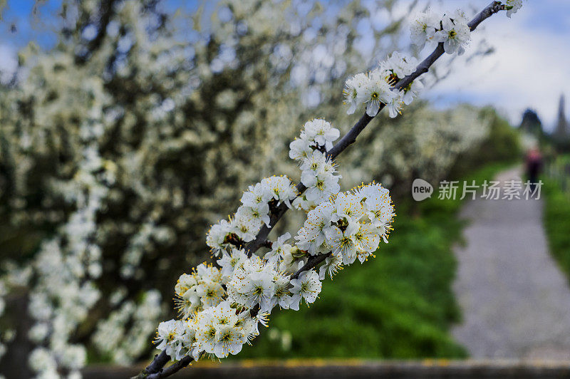 开花树春天自然树四月五月