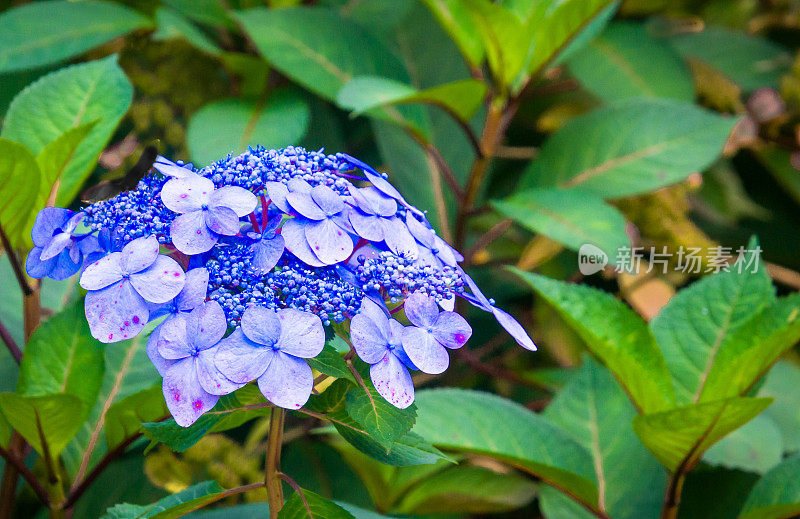 蓝色蕾丝帽绣球花