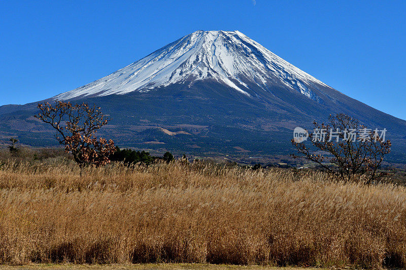 前面有秋叶色彩的富士山:从静冈县富士宫浅尻高地观看