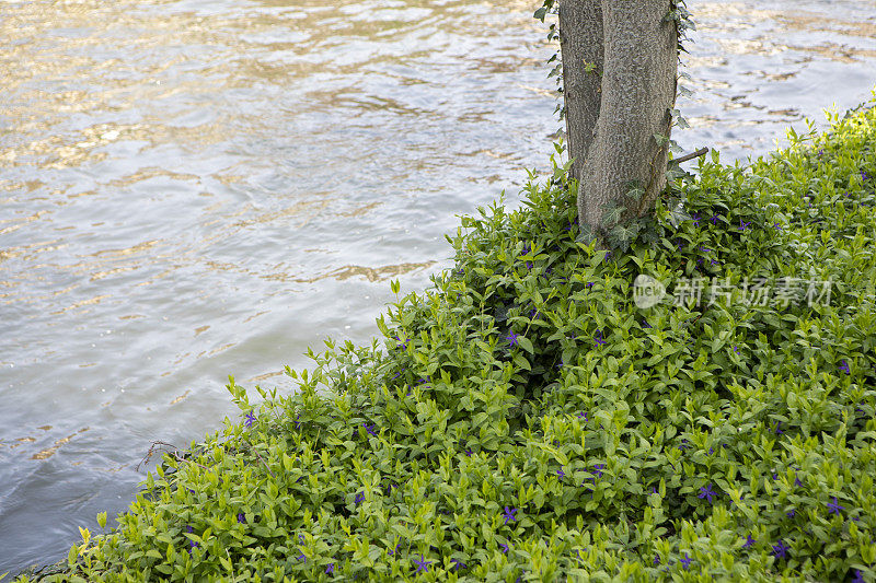 河岸上的树木和绿色植物