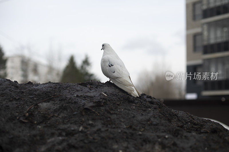 一只白鸽坐在地上。城市里的鸟。有白色羽毛的鸽子。