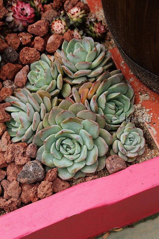 Echeveria