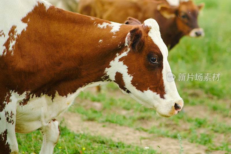 农场的奶牛享受着新鲜的空气和乡村景观的开阔空间，使它们更健康、更快乐。