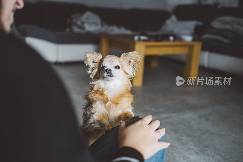 一个女人带着一只吉娃娃狗在客厅里