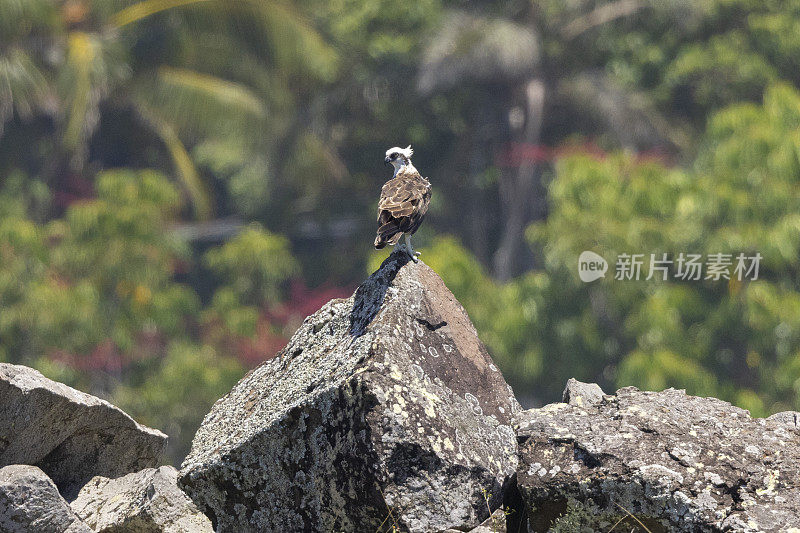东方鱼鹰栖息在自然原生环境中的岩石上