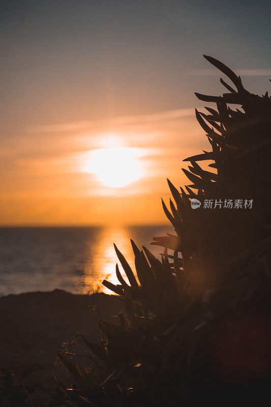 植物的剪影，在落日的背景上