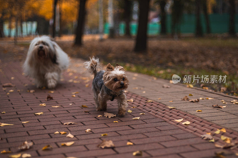 秋天，两只小狗走在公园的人行道上，背景是色彩斑斓的森林