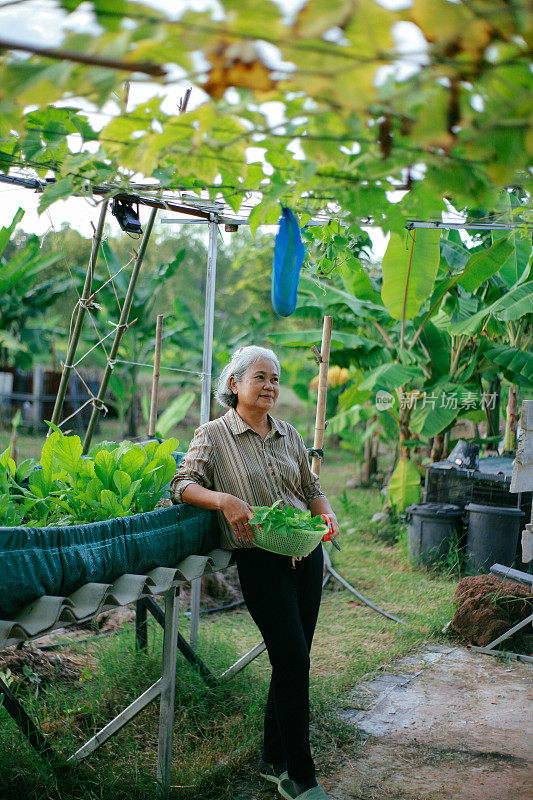 退休妇女在她的花园里