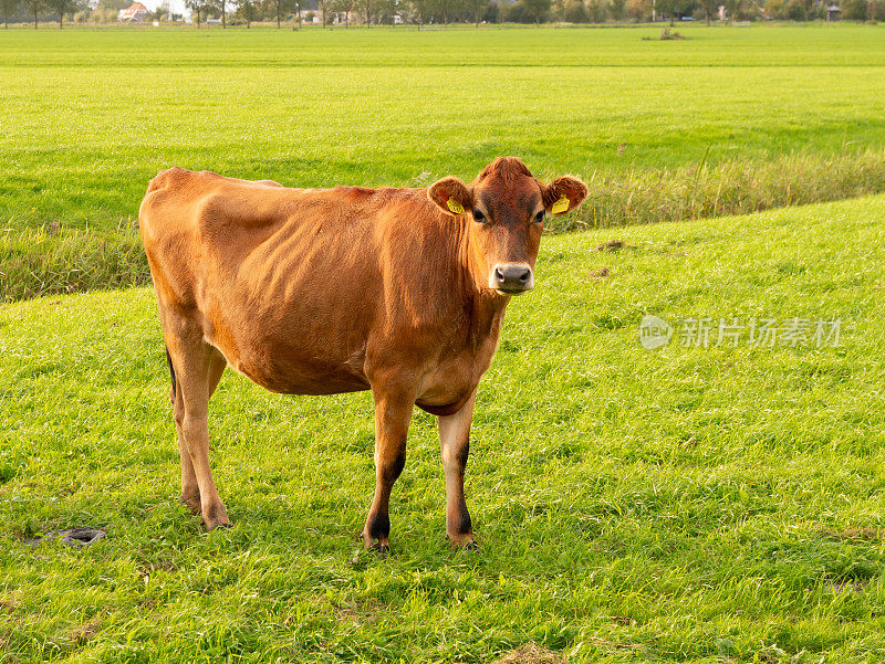 荷兰弗里斯兰省圩田绿色牧场上的泽西奶牛