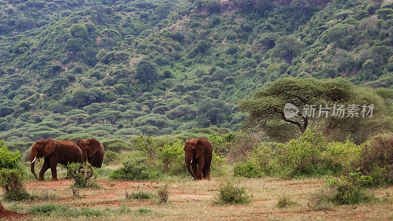 恩戈罗恩戈罗火山口的野生非洲象。非洲。坦桑尼亚。