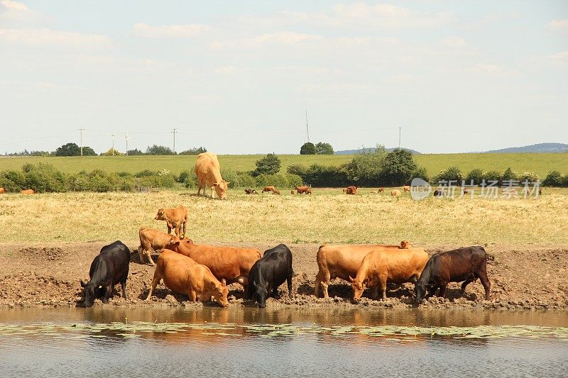 牛在河里饮水