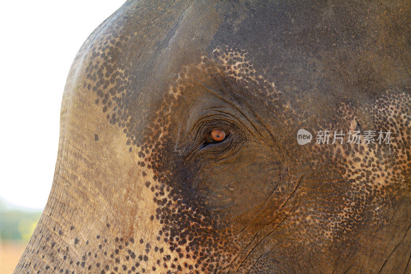 泰国大象的眼睛和头