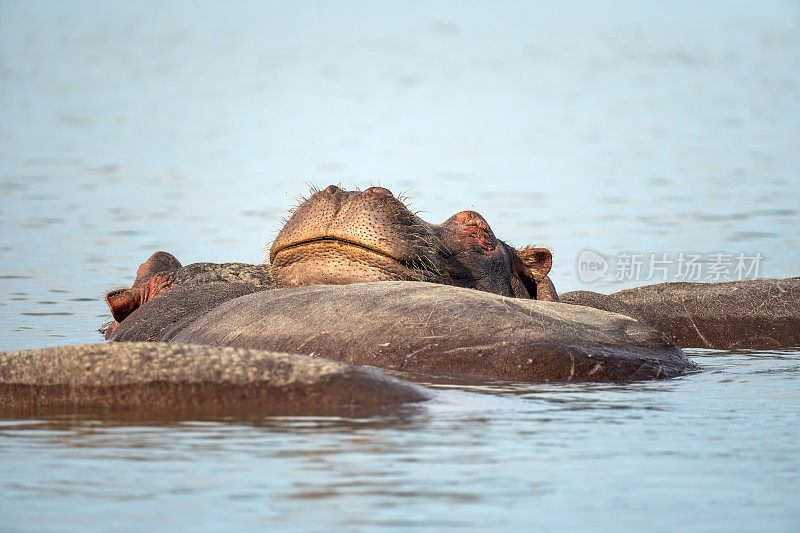 沼泽里熟睡的河马头。肯尼亚奈瓦沙湖的河马