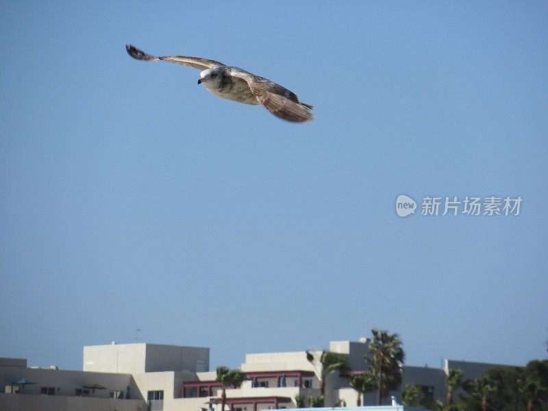 圣莫尼卡上空的海鸥