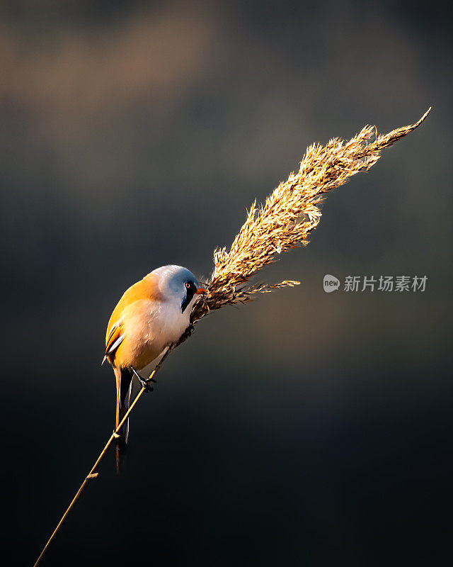有胡子的芦苇雄性山雀鹦鹉，一只可爱的小鸟在芦苇复制空间
