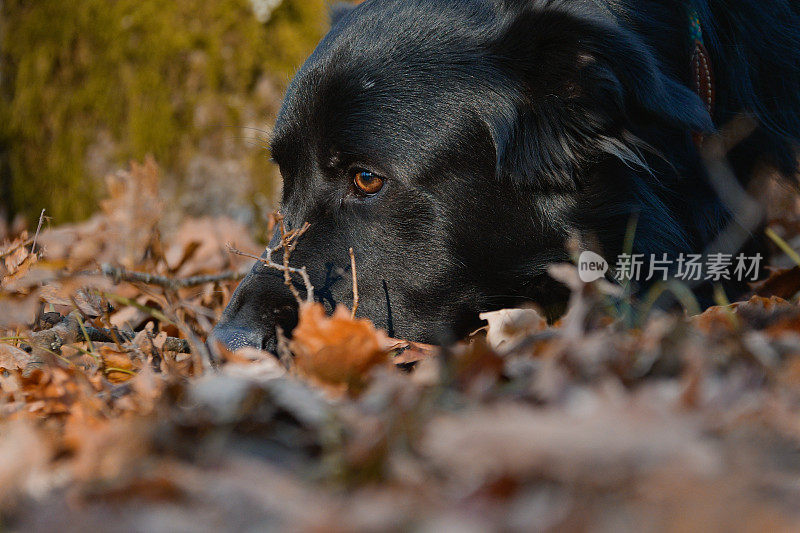 拉布拉多纯种猎犬嗅探灌木丛