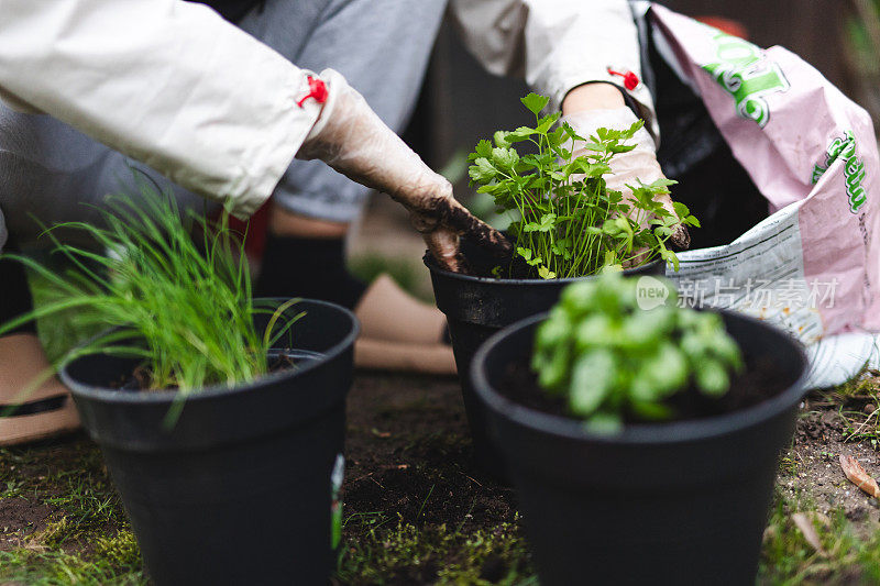 种植草药:一个无法辨认的女人在家里种植的手，特写