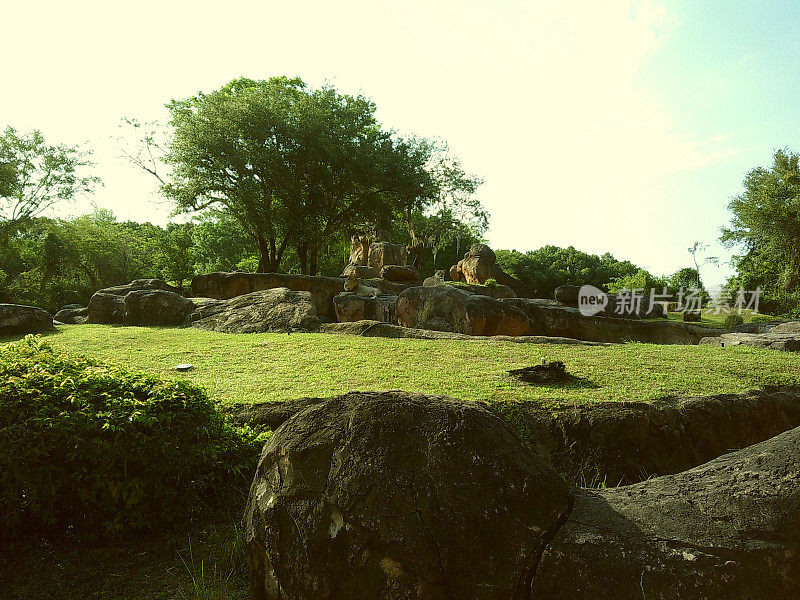 2024年春天的早晨，一对狮子躺在岩石上