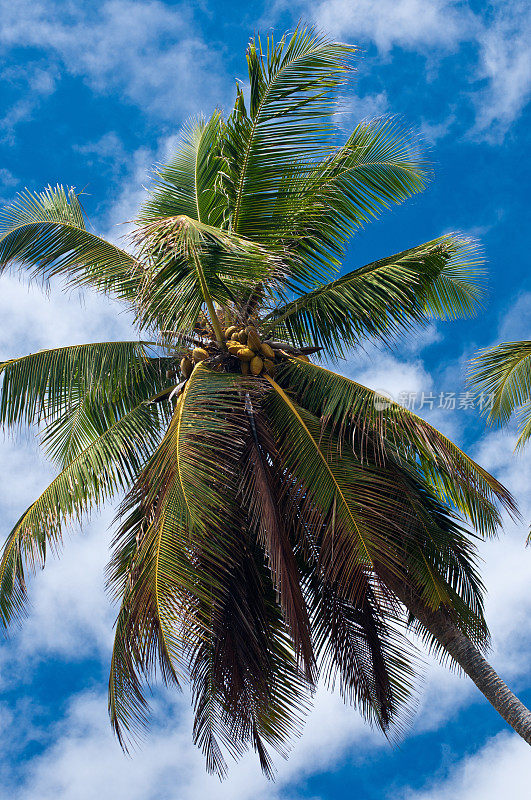 塞舌尔马埃岛的一棵棕榈树