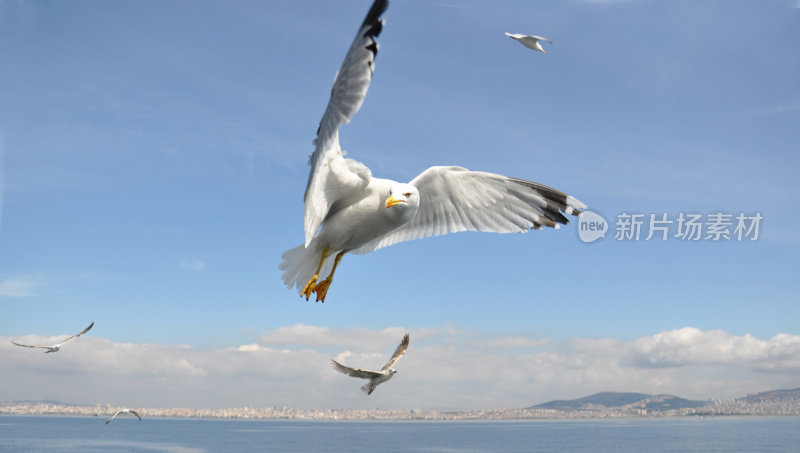 大海鸥飞过海洋，远处是伊斯坦布尔