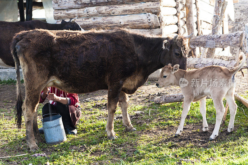 一头小牛看着挤奶女工挤奶