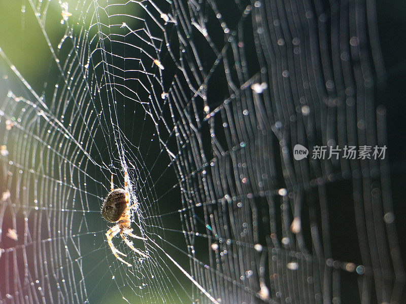 阳光下蜘蛛网上的蜘蛛