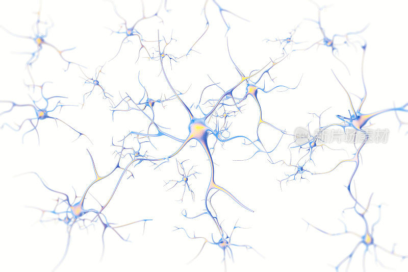 脑部神经元在白色背景上有聚焦效应