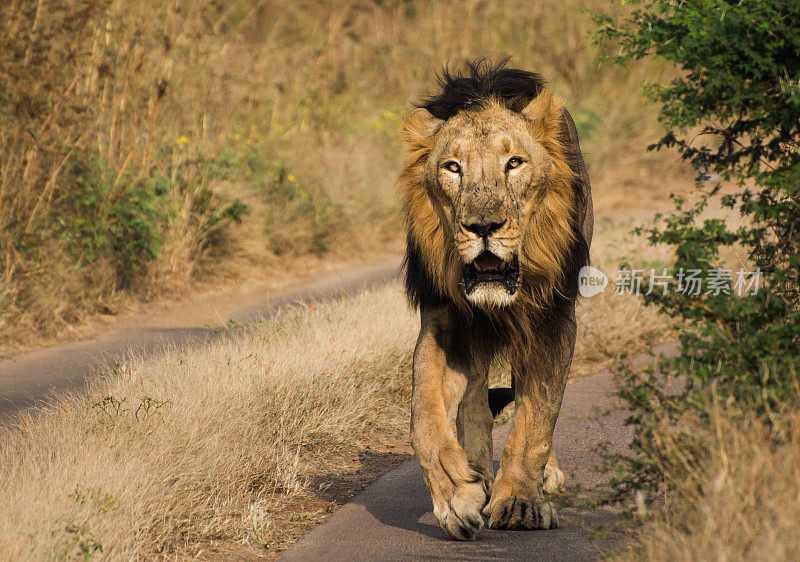 在吉尔国家公园和野生动物丛林中行走的狮子