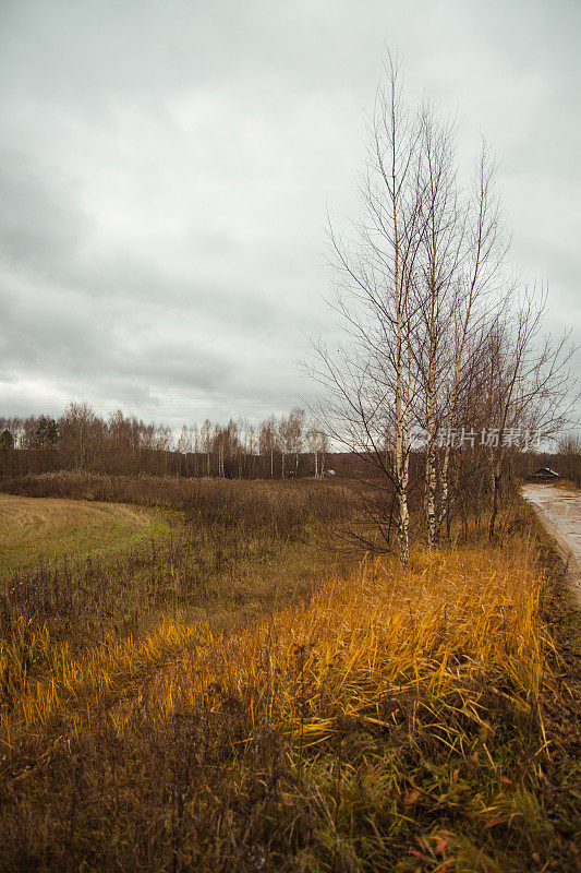 俄罗斯Vladimir地区Palekh周围的秋天道路