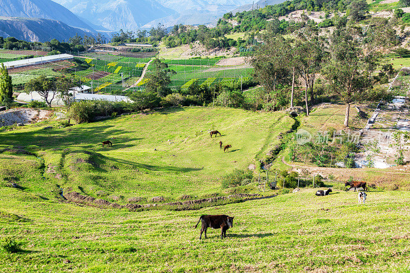 厄瓜多尔基多附近的绿色牧场