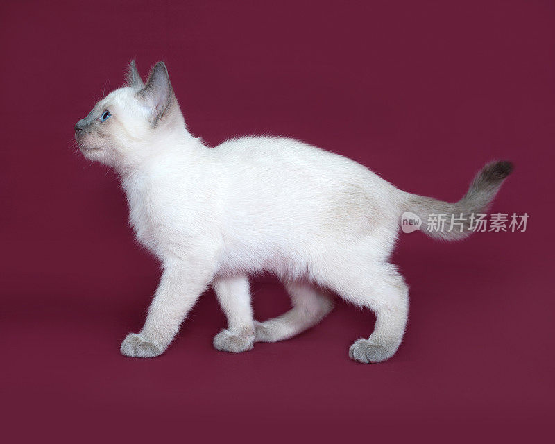 泰国小白猫在勃艮第