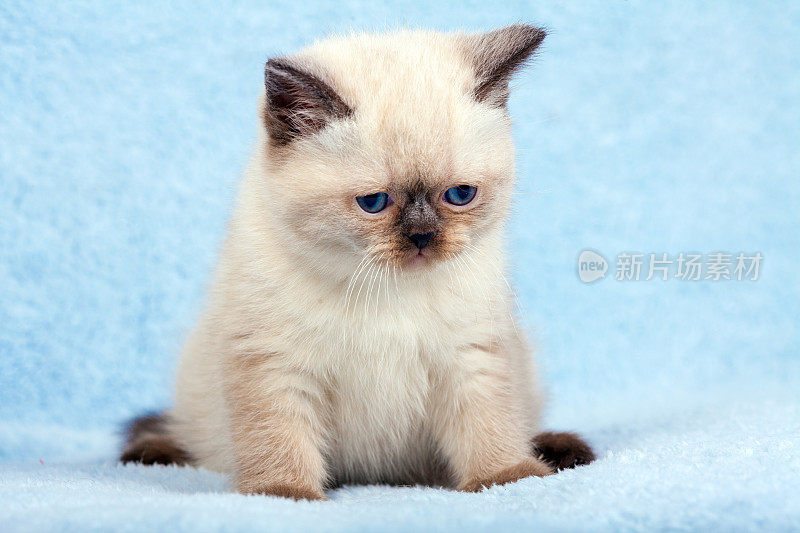 蓝色毯子上可爱的小暹罗猫的肖像