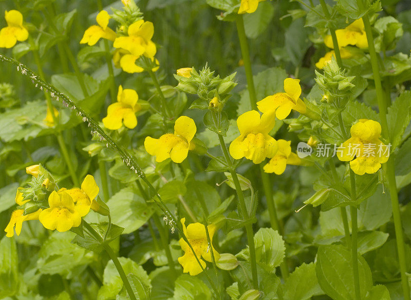 猴花(牙花)