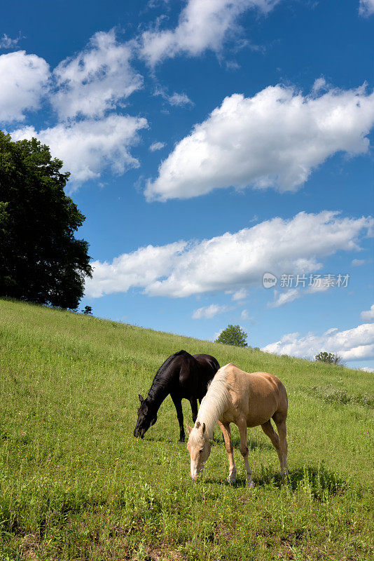 在风景优美的夏日阳光下，马在陡峭的牧场上吃草
