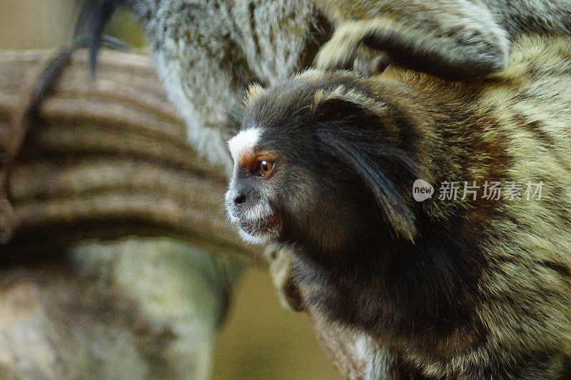 黑色tufted-ear狨猴