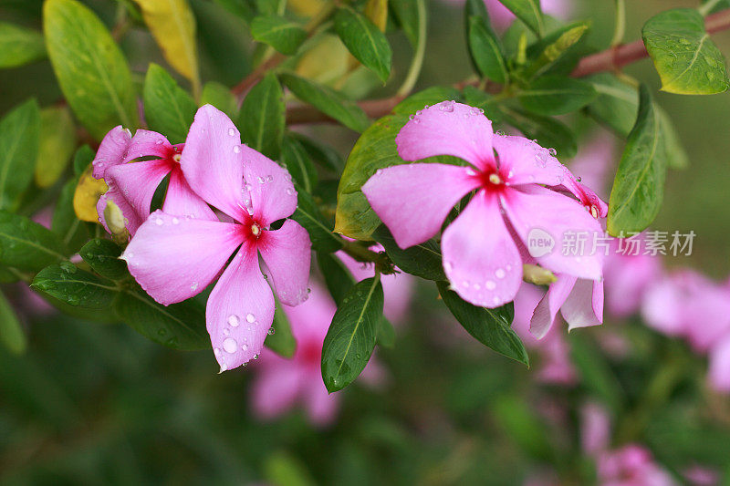 常绿植物长春花花