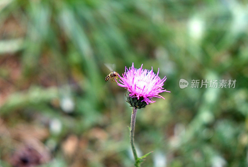 接近花的黄蜂