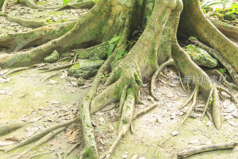 热带雨林