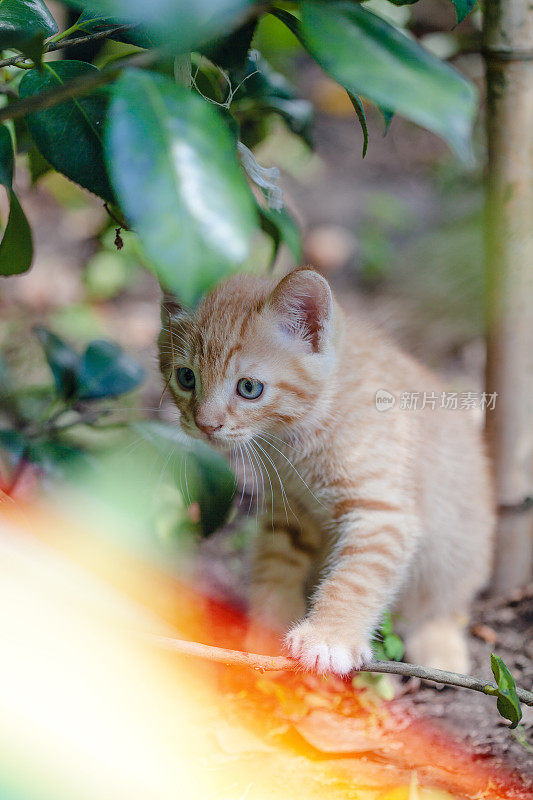 花园里的小猫