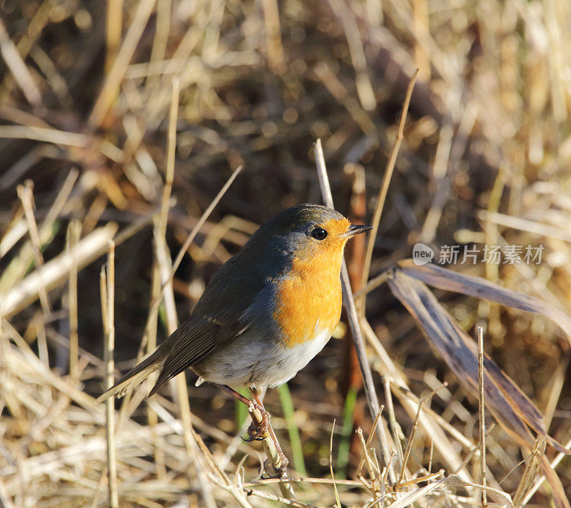 罗宾(红心rubecula)