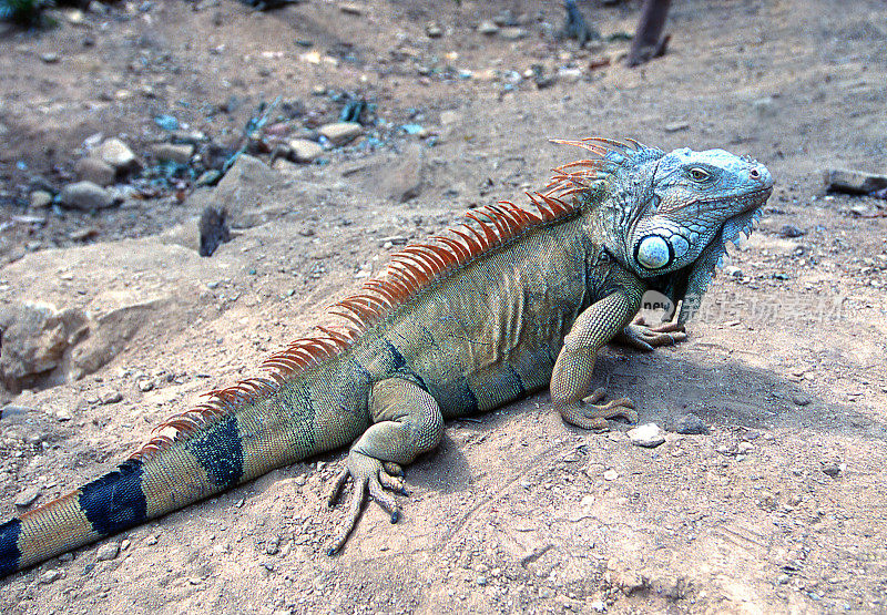 洪都拉斯罗阿坦湾群岛自然保护区的濒危鬣蜥